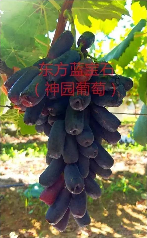 好种又好卖的15个葡萄品种,好种的葡萄苗