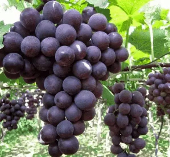 好种又好卖的15个葡萄品种,好种的葡萄苗