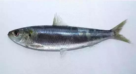 海南的鱼类大全,海南鱼类大全图片