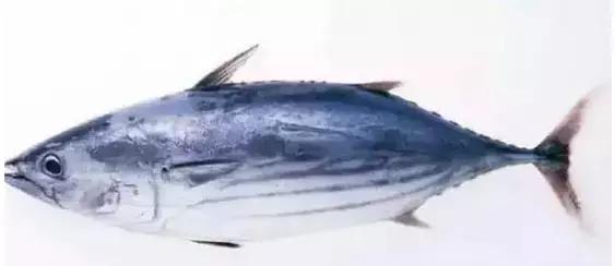 海南的鱼类大全,海南鱼类大全图片