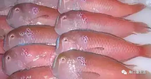 海南的鱼类大全,海南鱼类大全图片