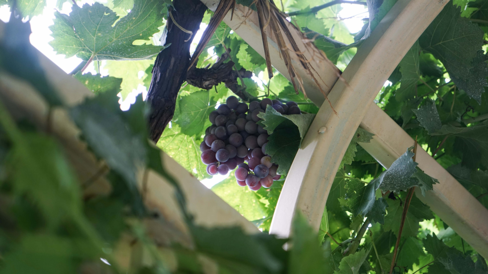 张裕爱斐堡酒庄，除了品酒还有这3大隐藏属性