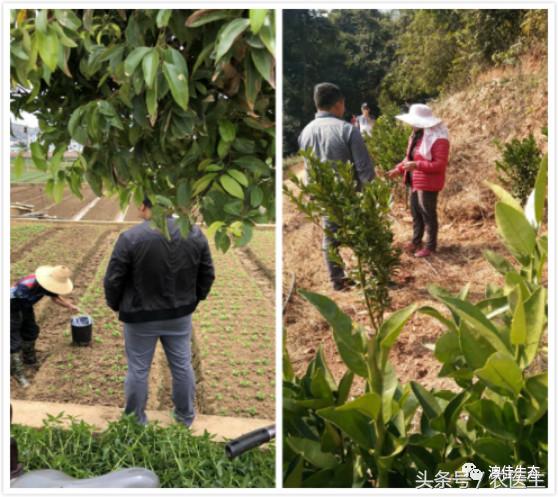 改善土壤板结专用药,专治土壤板结硬化酸化重茬