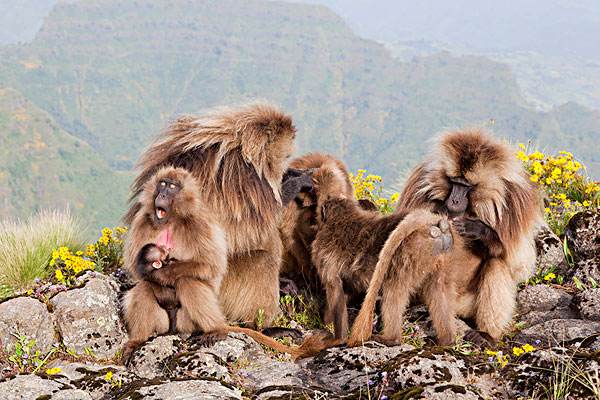 东非雌性狒狒真实长相,狮尾狒狒的长相