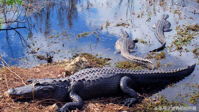 老虎狮子大象鳄鱼犀牛谁最厉害,鳄鱼和老虎同体型谁厉害