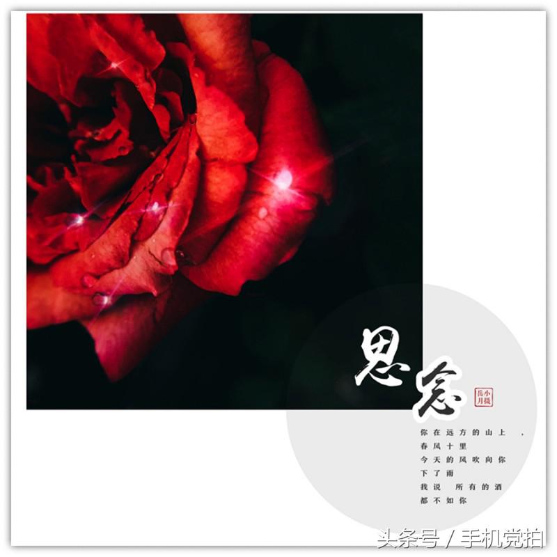 能表达爱情的有哪几种花,最适合表白的花