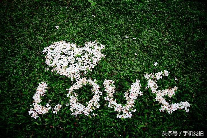 能表达爱情的有哪几种花,最适合表白的花