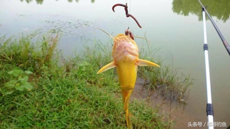 黄颡的垂钓技巧,夜钓黄颡如何增加鱼获