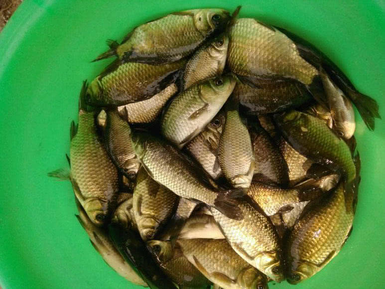 野生的鲫鱼很白正常吗,野生鲫鱼的最简单识别方法