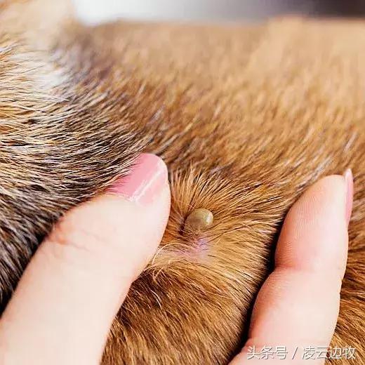 痒痒痒救救小主吧！狗狗出红疹怎么办？