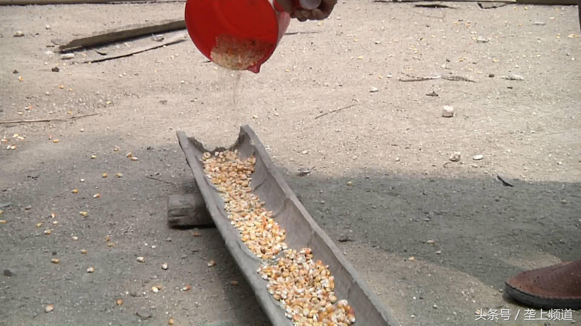 吃玉米、啄树皮，中药做护理，2斤多重的狂野“山鸡”，有啥特别