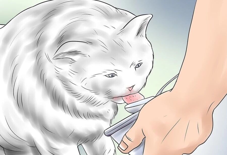 猫咪遇见杀虫剂中毒有哪些症状,猫咪蚊香中毒多久可以恢复正常