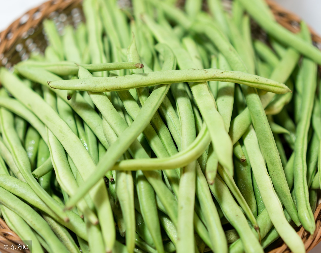 芸豆种植技术介绍,九粒白芸豆种植时间与技术