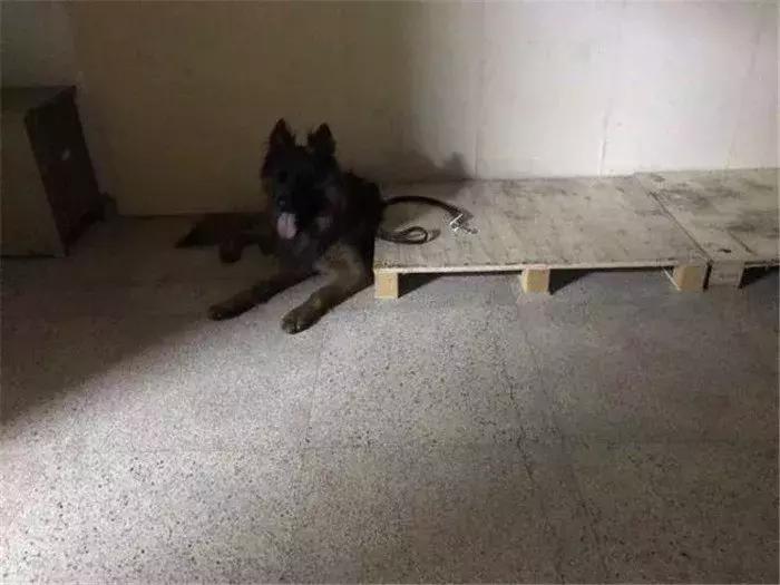 德国牧羊犬如何才可以在城市里养,德国牧羊犬不适合当宠物的原因