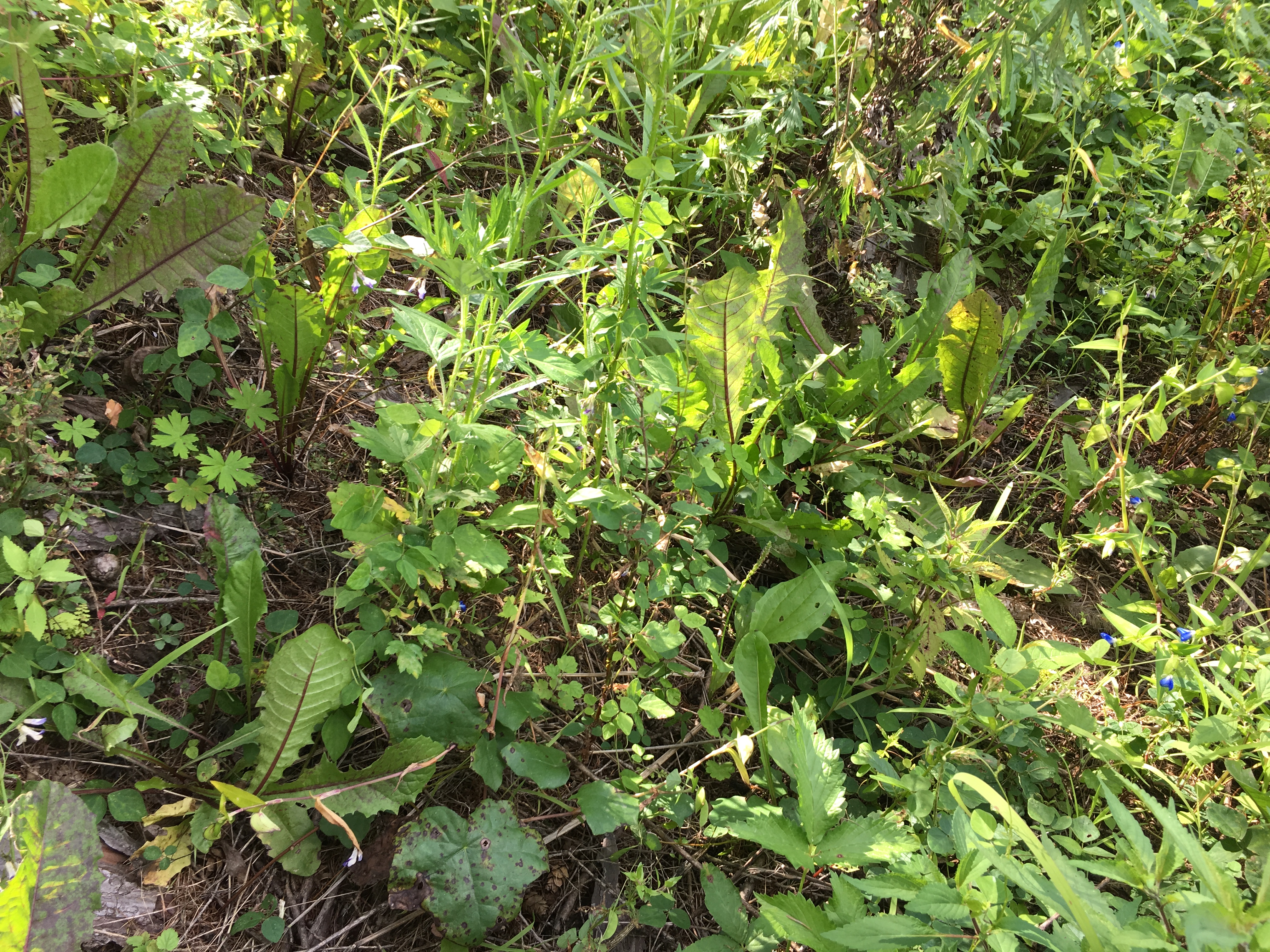 婆婆丁蘸酱菜顺丰包邮,东北婆婆丁蘸酱菜销量第一