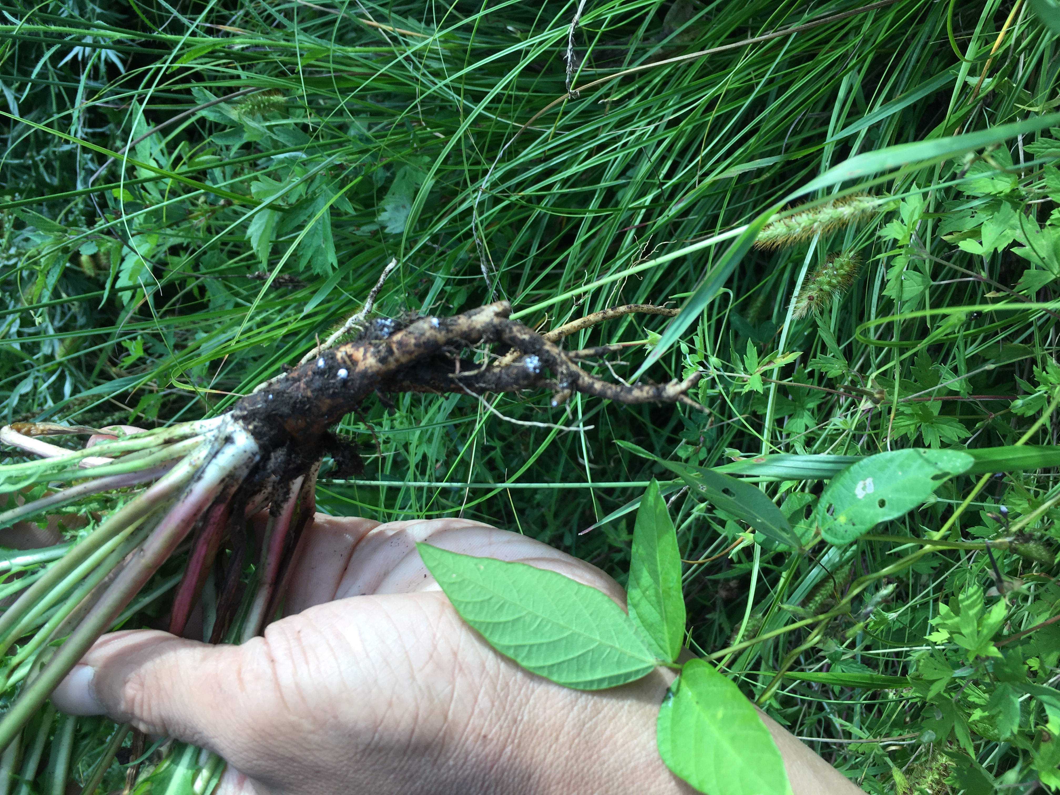 婆婆丁和什么配最好吃,婆婆丁蘸酱真的好吃吗
