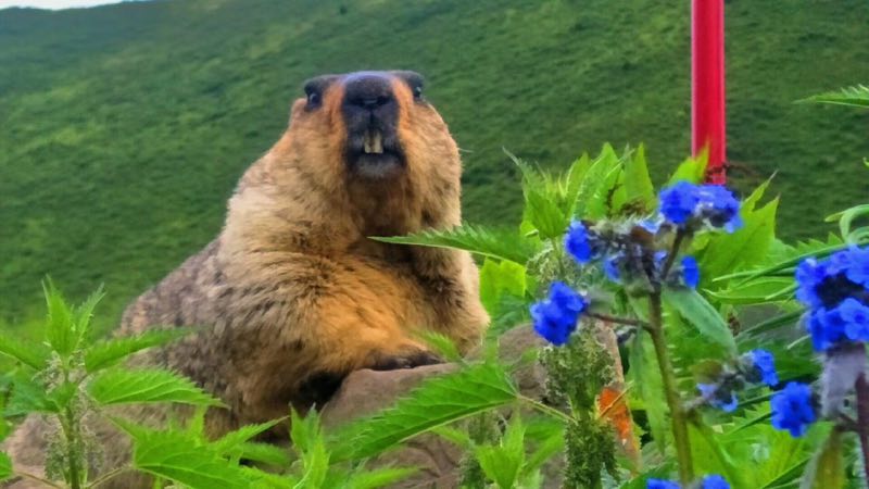 川西九寨沟稻城亚丁四姑娘山路线,四姑娘山稻城亚丁4天自驾游攻略
