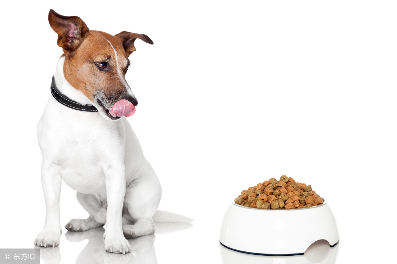 狗狗怀孕了应该怎么照顾吃什么,如何照顾怀孕的狗狗