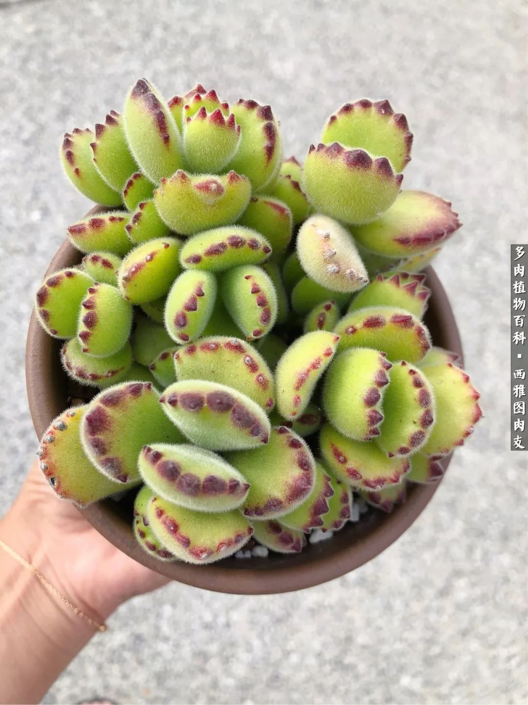 美国多肉,多肉西雅图