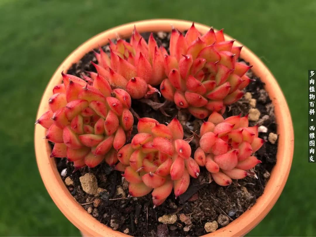 美国多肉,多肉西雅图