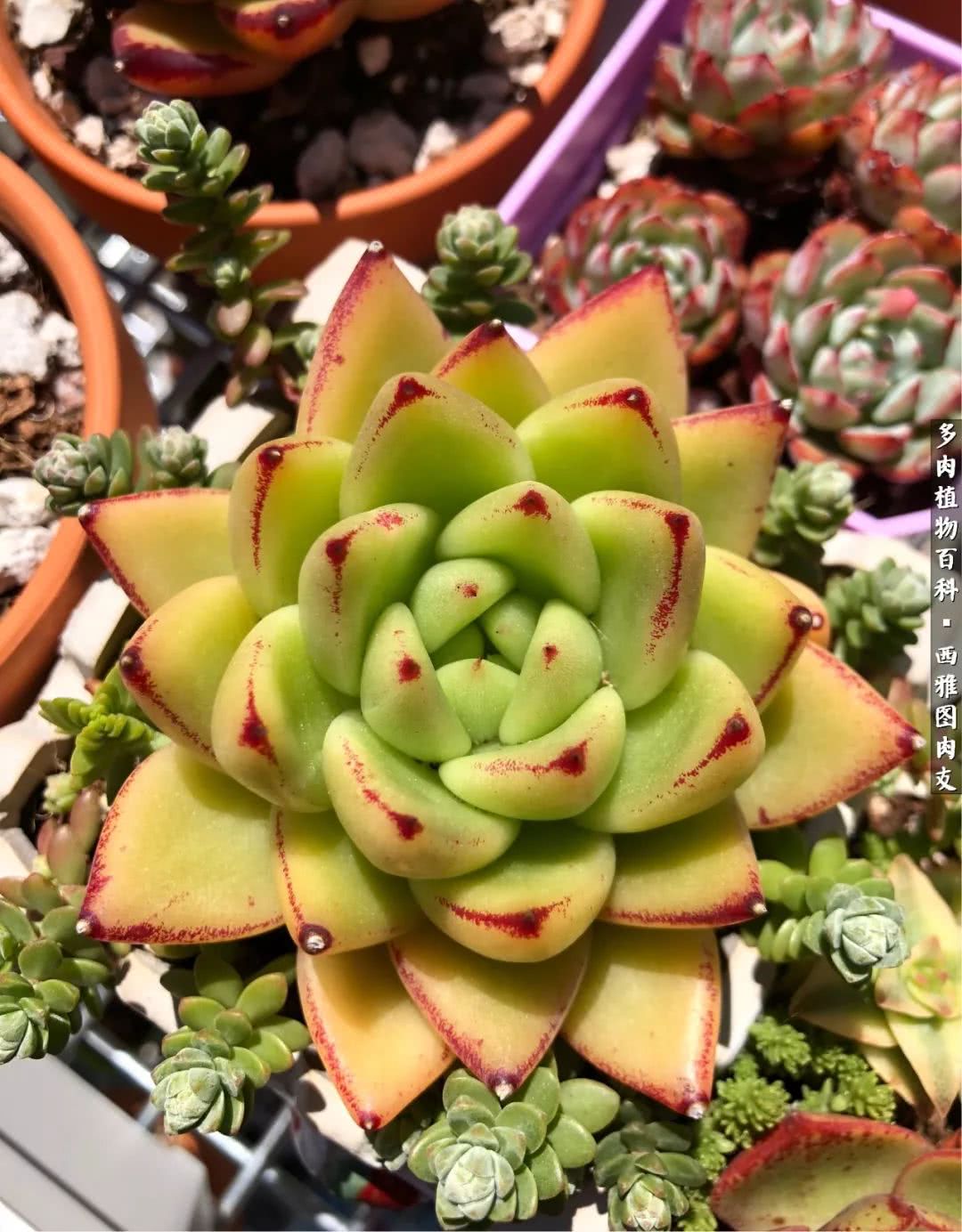 美国多肉,多肉西雅图