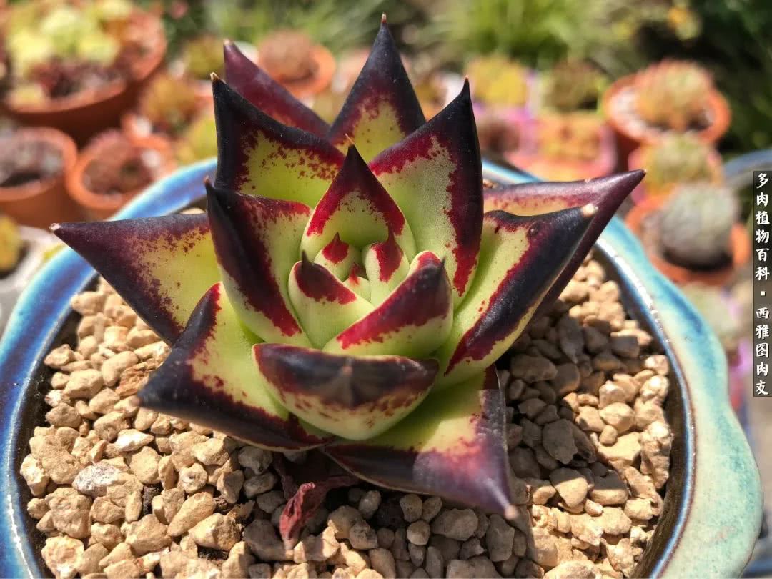 美国多肉,多肉西雅图