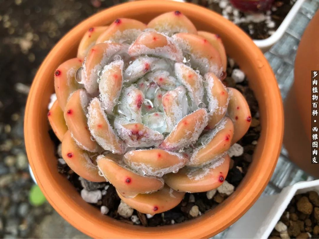 美国多肉,多肉西雅图