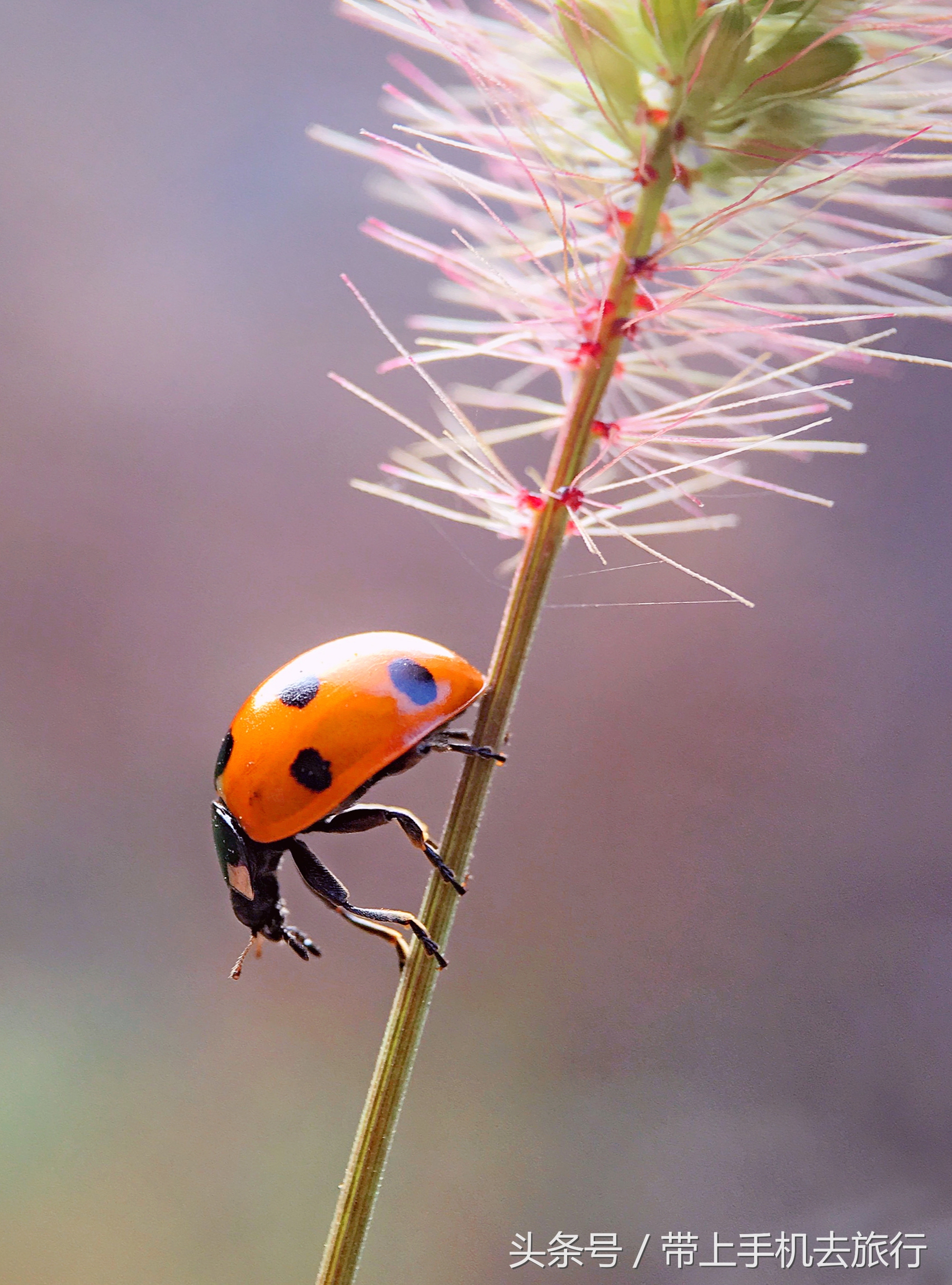 手机拍照片清晰技巧,手机相机夜间怎么能拍出清晰照片