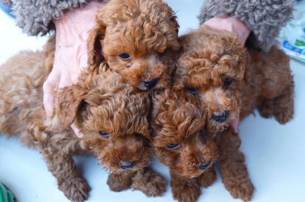 泰迪犬身上有皮屑怎么办,泰迪犬身上的体臭怎么清除