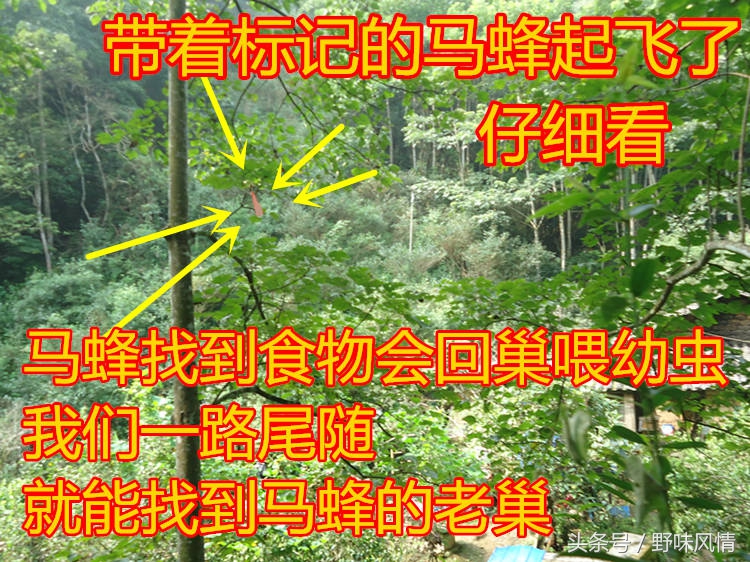 蜂箱旁诱捕马蜂的最佳方法,诱蜂洞如何引诱马蜂