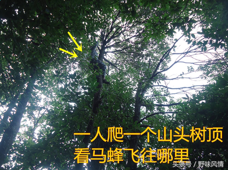 蜂箱旁诱捕马蜂的最佳方法,诱蜂洞如何引诱马蜂