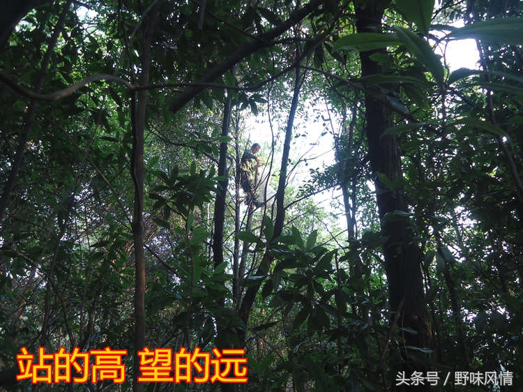 蜂箱旁诱捕马蜂的最佳方法,诱蜂洞如何引诱马蜂