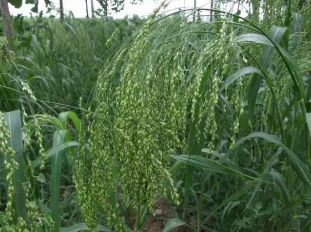 五谷丰登究竟有哪五谷,五谷丰登中的五谷一般指哪