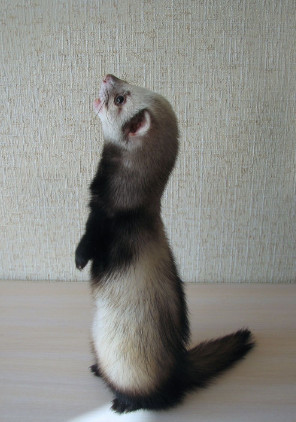 漂洋过海来看你的宠物新秀——雪貂