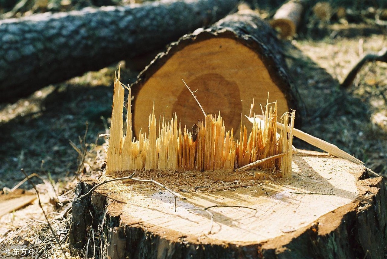 实木家具哪种木材好相关推荐,实木家具用哪种木材好