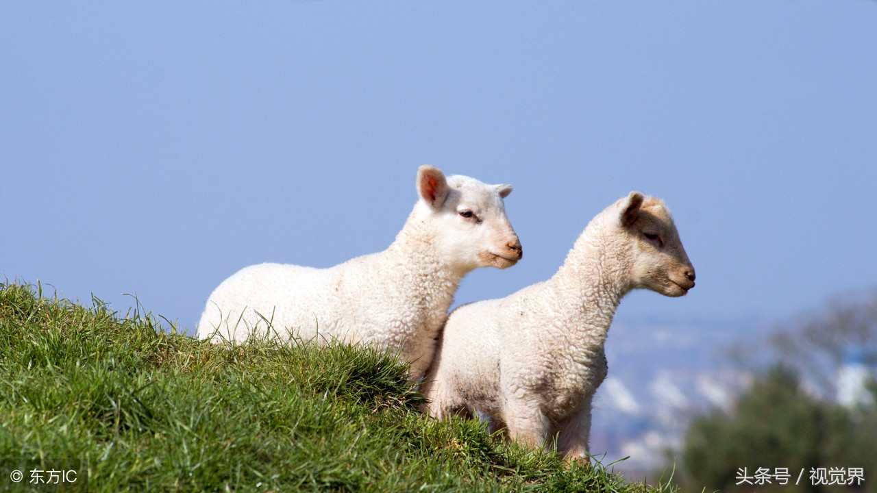 古代人是怎么避孕的？印度用粪便中国用水银，避孕套最早就是羊肠