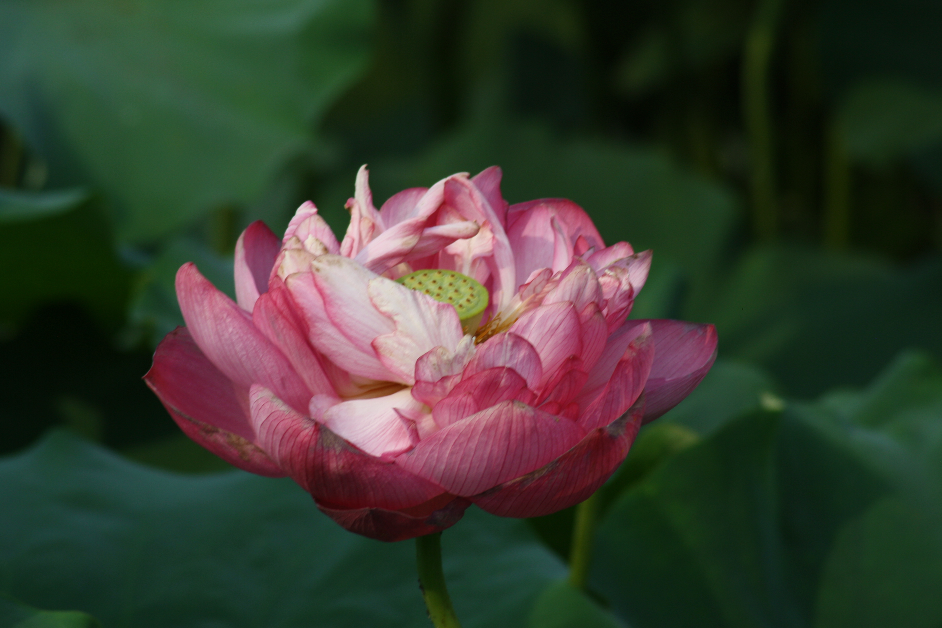 你帮别人干活说辛苦了你该怎么回,工作失误被同龄同事指责