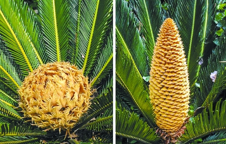 铁树开花为啥要一千年,铁树开花臭味相投