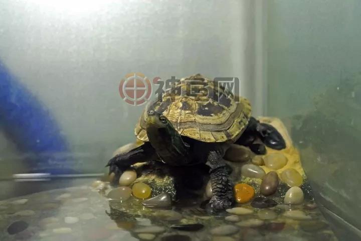 怎么给龟喂龟粮,可以只给龟苗喂龟粮吗