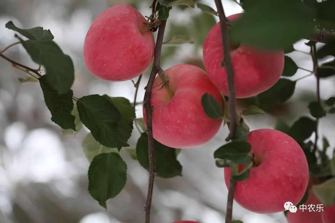 苹果上色需要辅助措施,采取哪些措施可以让苹果上色更好