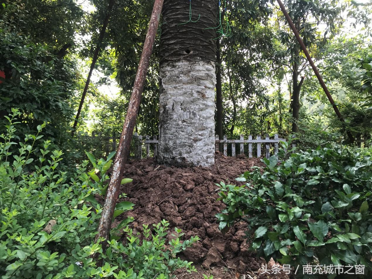 四川南充：这位来自非洲的“朋友”过得不是很好，全国不超过10棵