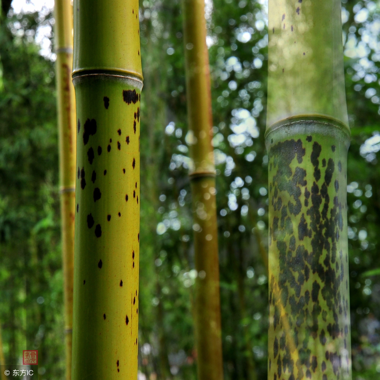 湘妃斑竹真实身份,湘妃斑竹长在哪里