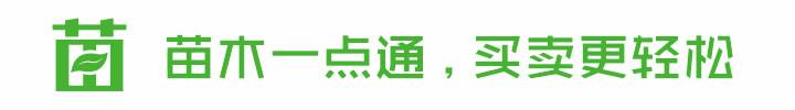 夏天多肉植物遮阳防晒神器,大树芦荟的功效与作用