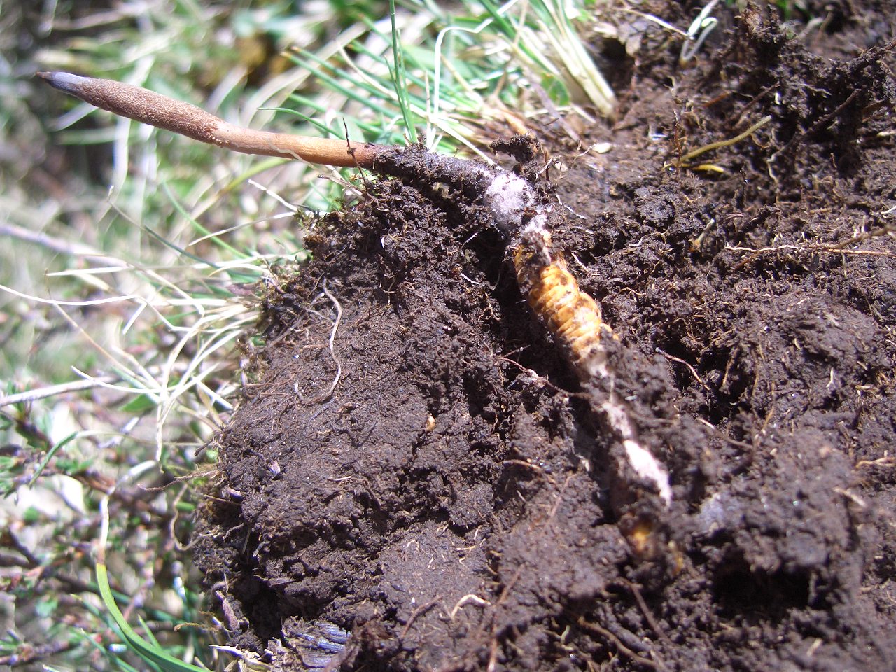 冬虫夏草的虫草素,冬虫夏草虫草素抗癌