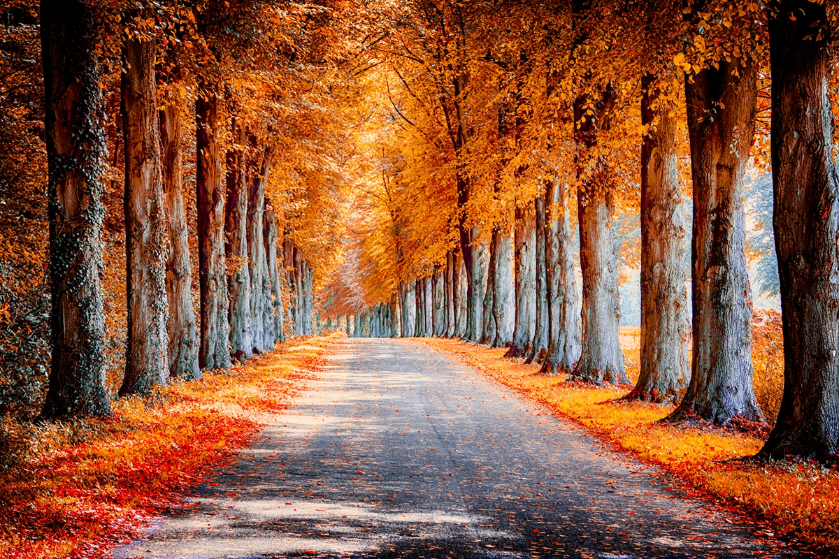 厉害了，加拿大人大概把所有热情都给了它？猜猜是什么