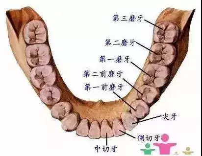 别让你的牙齿受罪,别让你的牙齿受委屈