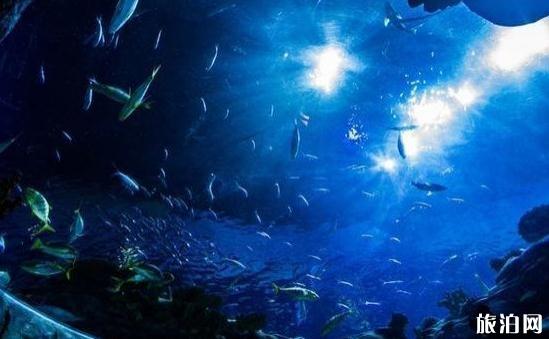 国内好玩海洋馆排行榜前十,国内好玩海洋馆推荐排名