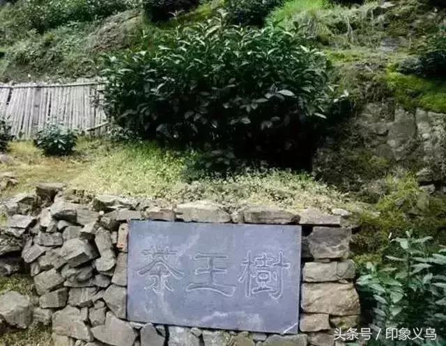 岩茶十大名茶排行榜,福建十大名茶排行榜