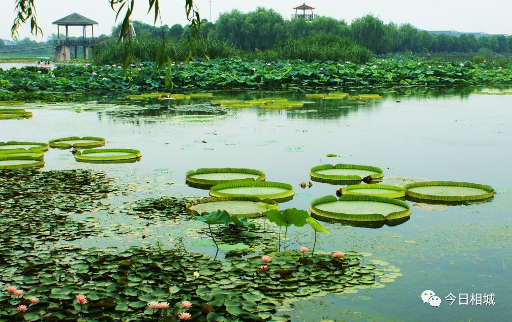 吴县撤市设区文件、80年代结婚证……相城那些陈年往事首度“曝光”