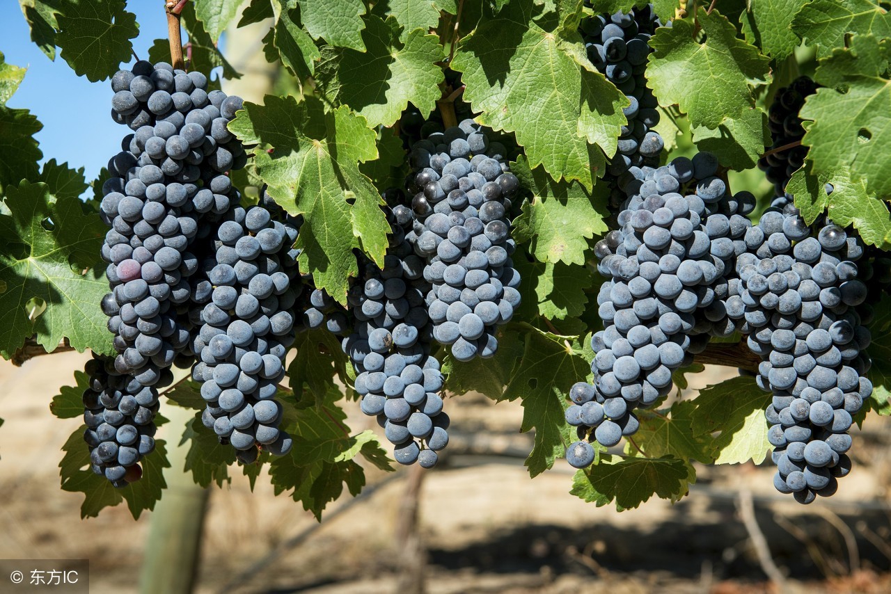 葡萄成熟期用哪些药不影响转色,葡萄迟迟不熟是什么原因